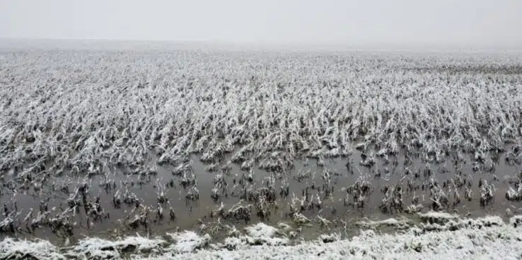 Onda De Frio Extremo Pode Chegar No Brasil Em Entenda O Fen Meno