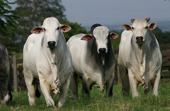 Baixa oferta de animais mantém preços do boi firmes em fevereiro, diz Cepea
