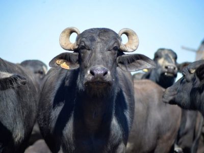 Laboratório identifica fraude de leite bovino em derivados e leite de búfalas