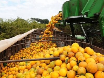 Disponibilidade de laranjas deve  crescer neste mês, diz Cepea