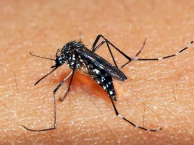 Pessoas idosas estão entre as mais vulneráveis ao vírus da dengue
