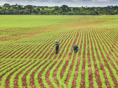 Valor Bruto da Produção Agropecuária  é estimado em R$ 689,97 bi