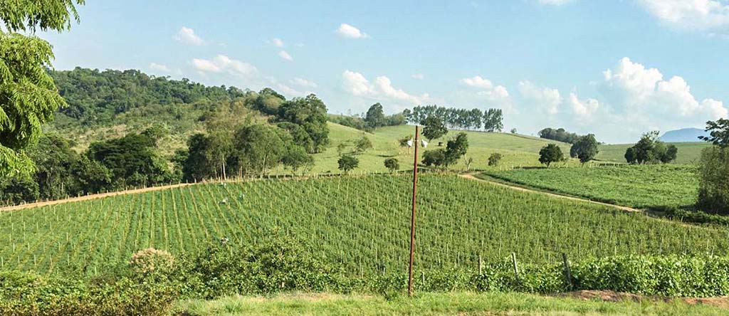 Os vinhos e o sul de Minas Gerais