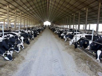 Preço do leite despenca 5% em maio em decorrência da crise