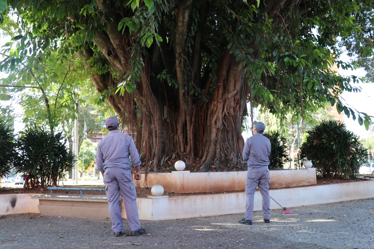 Prefeitura promove desratização em árvore na praça Saturnino de Brito
