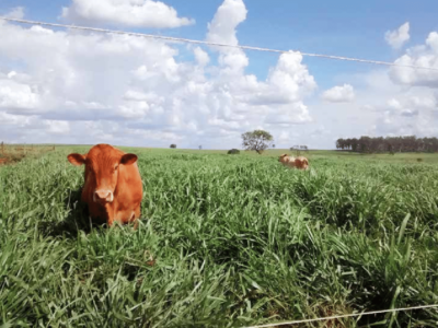 Integração de atividades agrícolas já integra 11 milhões de hectares no País