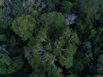 Juiz suspende transferência da gestão de florestas para Agricultura