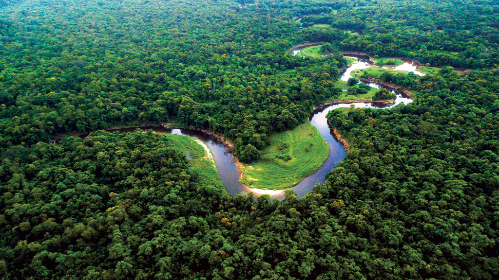Baseadas em ativos da floresta, startups da Amazônia impulsionam a bioeconomia