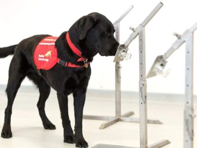 Depois da Finlândia, Reino Unido treina cães para detectar covid-19 em aeroportos