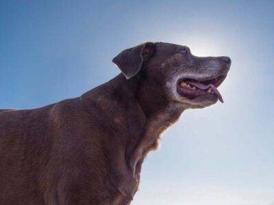 O que fazer na hora do adeus ao seu animal de estimação?