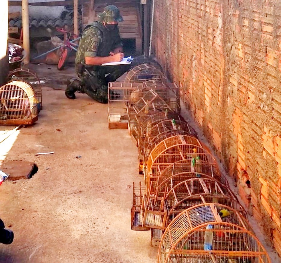 Polícia multa criadores de aves em Vera Cruz e Ipaussu