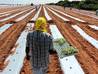 Estoque de produtos agrícolas totaliza 52,9 milhões de t no 1º semestre