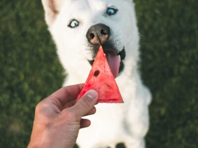 10 motivos para o seu cachorro comer vegetais