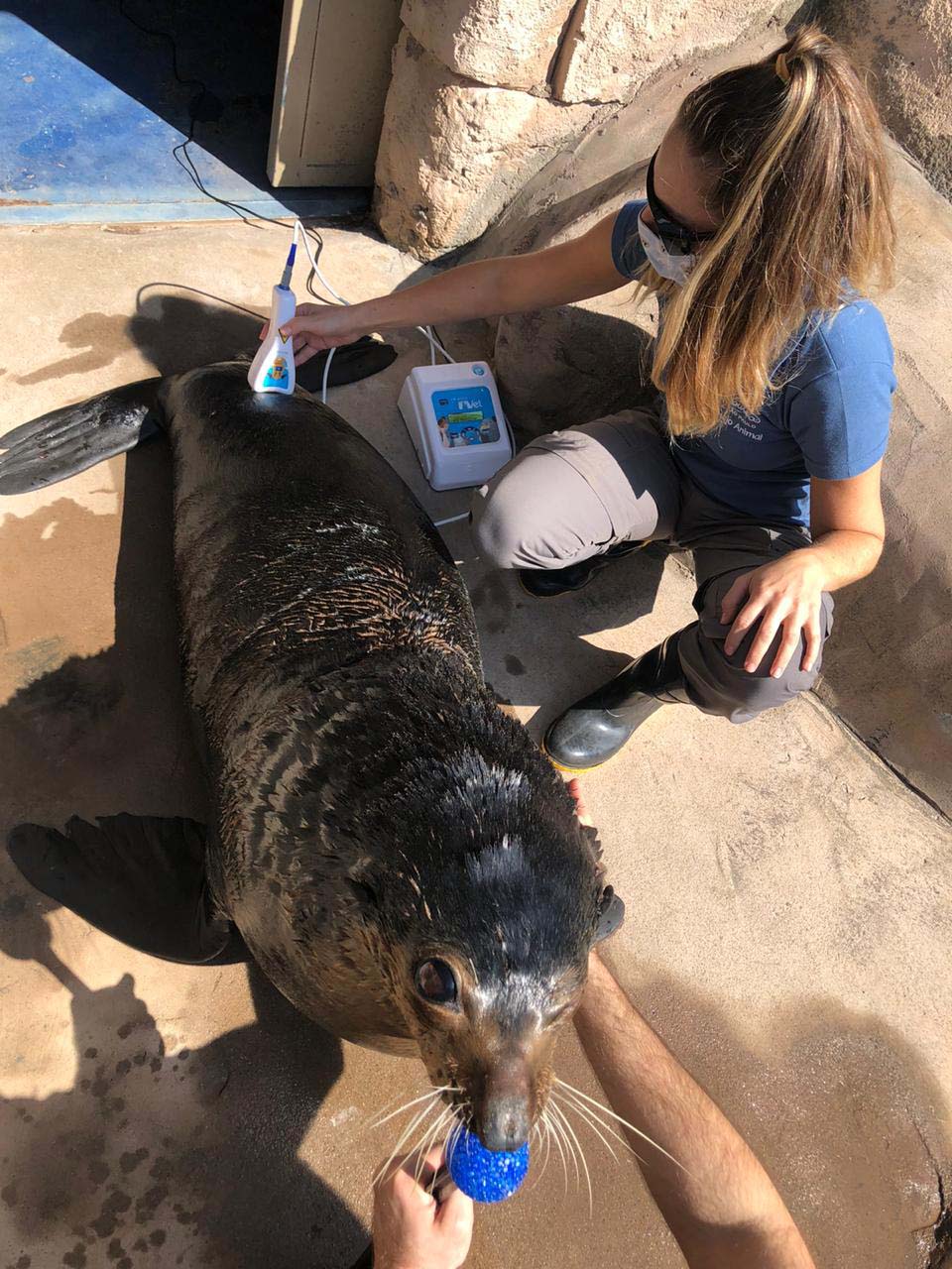 Aquário de São Paulo usa fototerapia em benefício dos animais