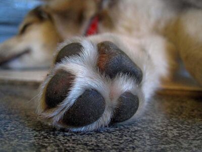 Verão: altas temperaturas podem causar danos à saúde dos pets