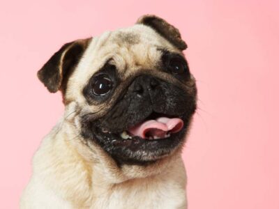 Amigo Pug: um guia completo para quem quer aprender a lidar com a rotina dos cães
