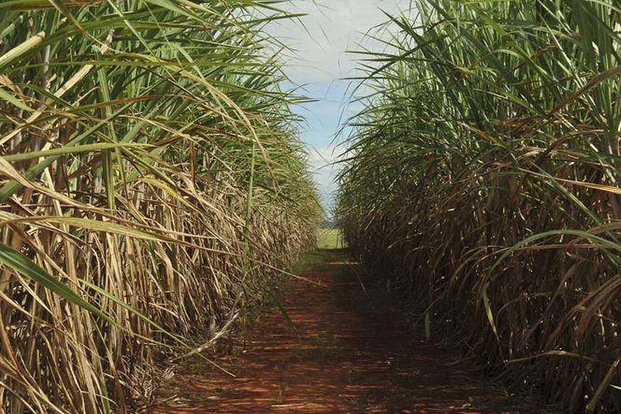 Produção da safra atual de cana de  açúcar deve crescer 3,5%, diz Conab