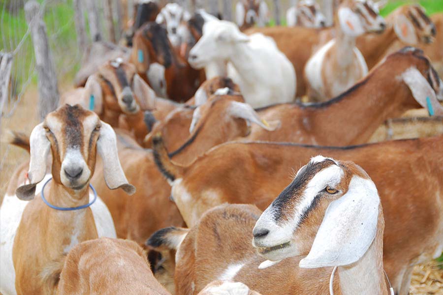 Adubos orgânicos ajudam a controlar  verminoses em caprinos e ovinos