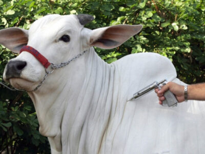 Divisão de Zoonoses alerta para novo caso de raiva bovina no município