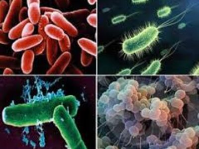 Frequência de mutações em bactérias pode ser maior que o esperado