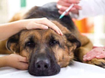Pet: Como lidar com o tutor quando o pet estiver com doença terminal