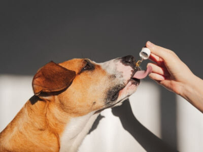 Vitaminas para cachorro e como impactam na qualidade de vida