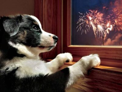 Especialista dá dicas para evitar acidentes com os pets nas festas de fim de ano