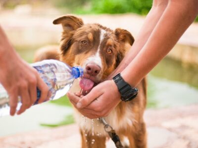 Verão chegando: calor em excesso pode prejudicar a saúde dos pets