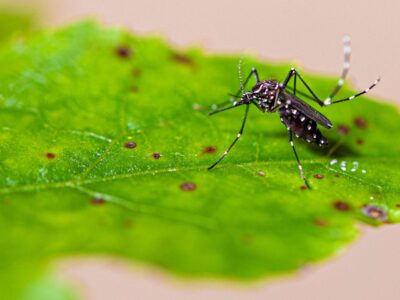Dengue, zika e chikungunya: o que espera o brasileiro neste verão?