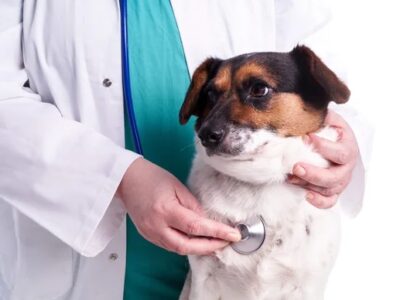 Fevereiro Roxo e Laranja: pets também podem ter Leucemia, Lúpus e mal de Alzheimer e Fibromialgia