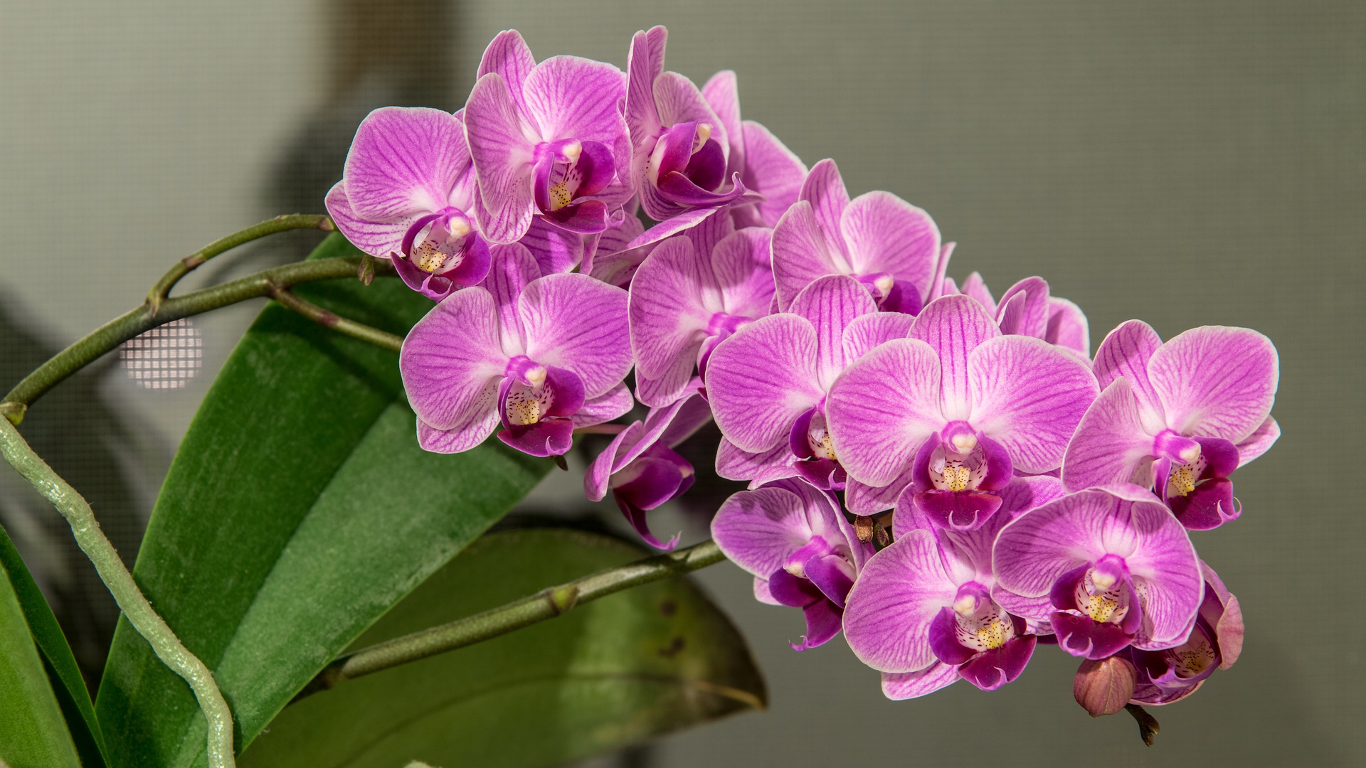 ABC das Orquídeas: do colecionador a um novo negócio