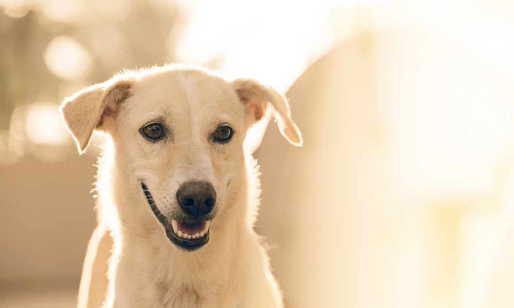 Por que os vira-latas fazem sucesso? Eles já representam cerca de 40% dos cães nos lares brasileiros