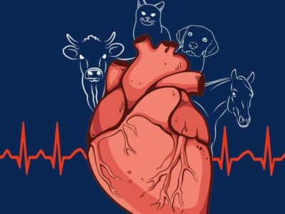 Nova Liga Acadêmica do curso de Medicina Veterinária irá abordar a cardiologia