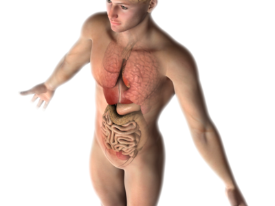 Entenda a importância do eixo cérebro-intestino e sua relação com depressão, obesidade, doenças autoimunes, neurodegenerativas e outras
