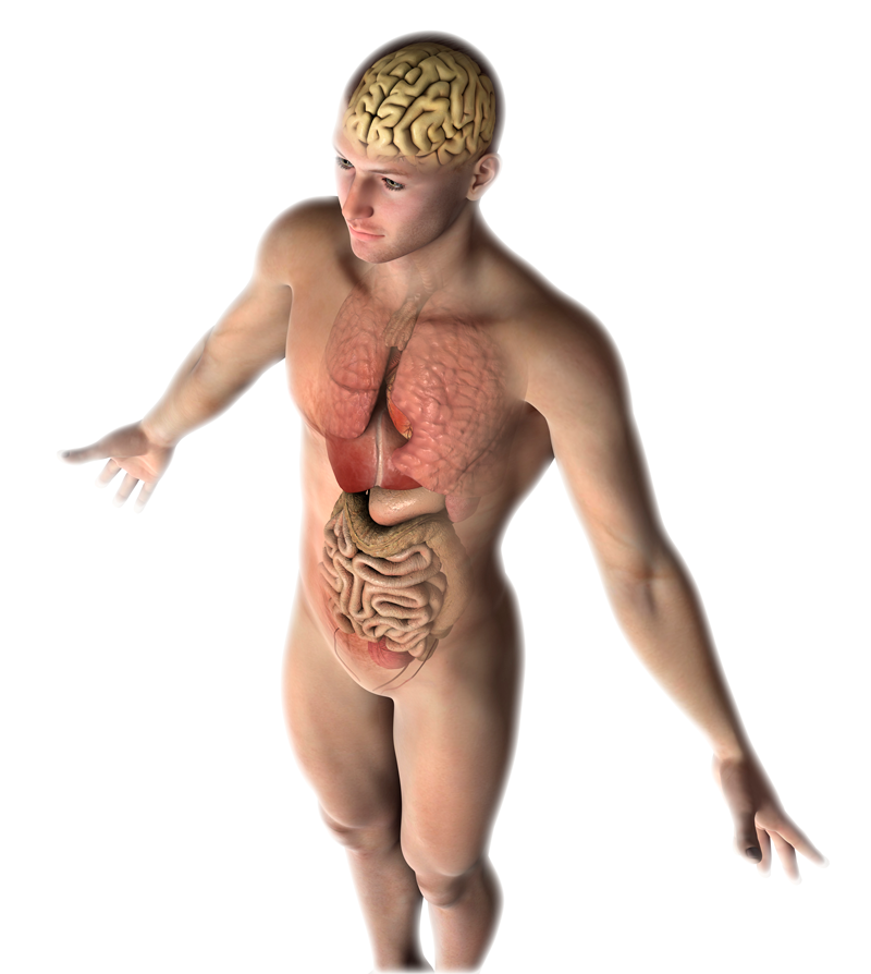 Entenda a importância do eixo cérebro-intestino e sua relação com depressão, obesidade, doenças autoimunes, neurodegenerativas e outras