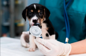 Unimar está com inscrições abertas para Programa de Aprimoramento em Medicina Veterinária