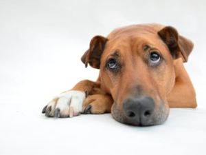 Cachorro faz birra, se vinga ou sente culpa? Especialista esclarece