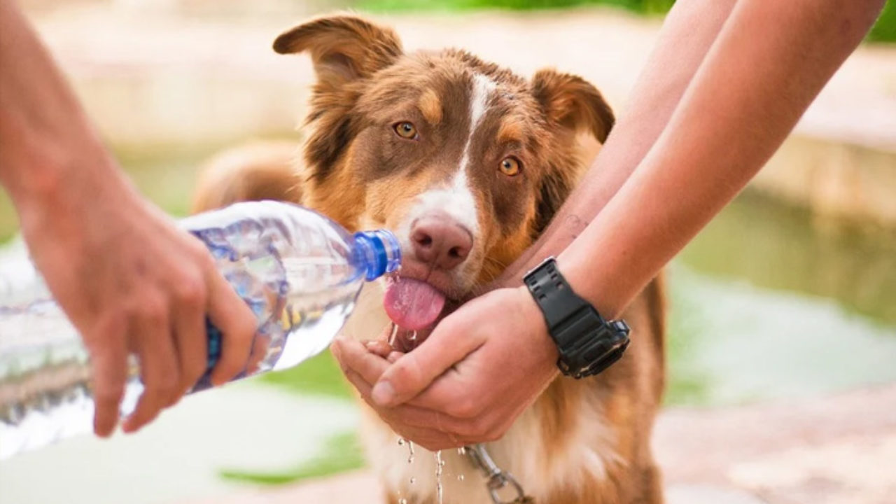 Tá com calor? Seu pet também