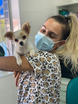 Veterinária: medicina alternativa como acupuntura, ozonioterapia, fitoterapia chinesa e nutrologia ajudam os pets