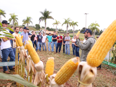 Engenharia Agronômica da Unimar realizao 1º Dia de Campo do Milho