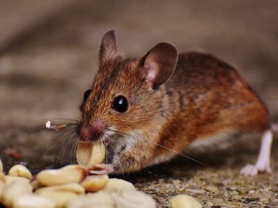 Entenda por que a Anvisa tolera insetos nos alimentos, além de pelos de rato e outros