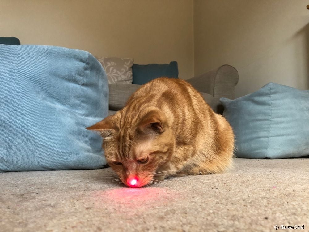 É recomendável usar luz laser para brincar com cães e gatos? Veja opinião da geneticista Camilli Chamone