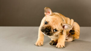 Novidade em saúde animal: nanotecnologia no controle da dermatite atópica canina