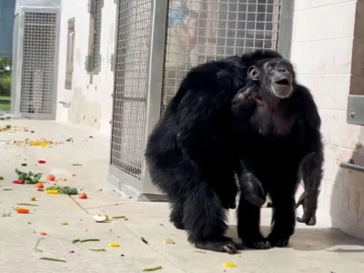 Chimpanzé de 28 anos vê a luz do sol pela primeira vez; veja a reação