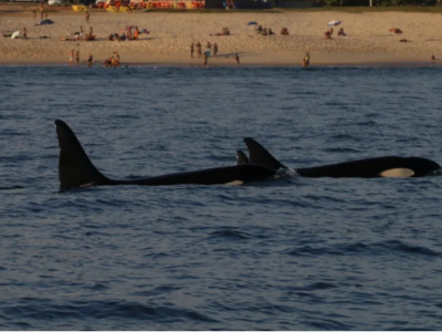 Ataques de orcas a embarcações assombram tripulantes e intrigam cientistas