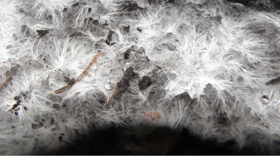 Novo revestimento à prova de fogo é feito de fungos