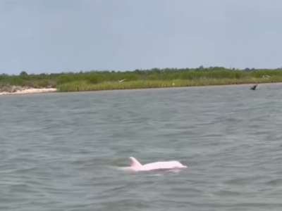 Turista avista golfinhos cor-de-rosa; VEJA VÍDEO