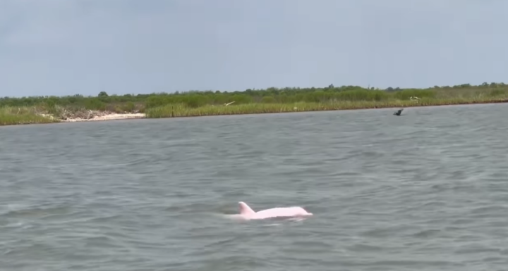 Turista avista golfinhos cor-de-rosa; VEJA VÍDEO