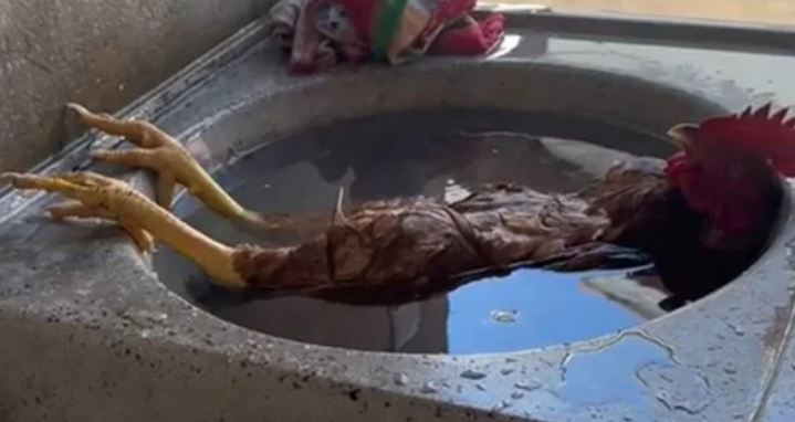 Galo se refresca em pia e viraliza na web: “Relaxando”; VEJA VÍDEO