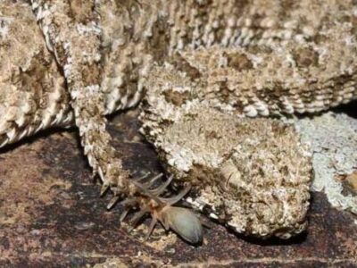 IMPRESSIONANTE: Vídeo de cobra com ‘cauda de aranha’ viraliza; VEJA